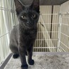 黒猫の子猫3匹います！ サムネイル2