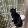 黒猫の子猫3匹います！ サムネイル3
