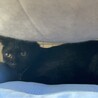 黒猫の子猫3匹います！ サムネイル4