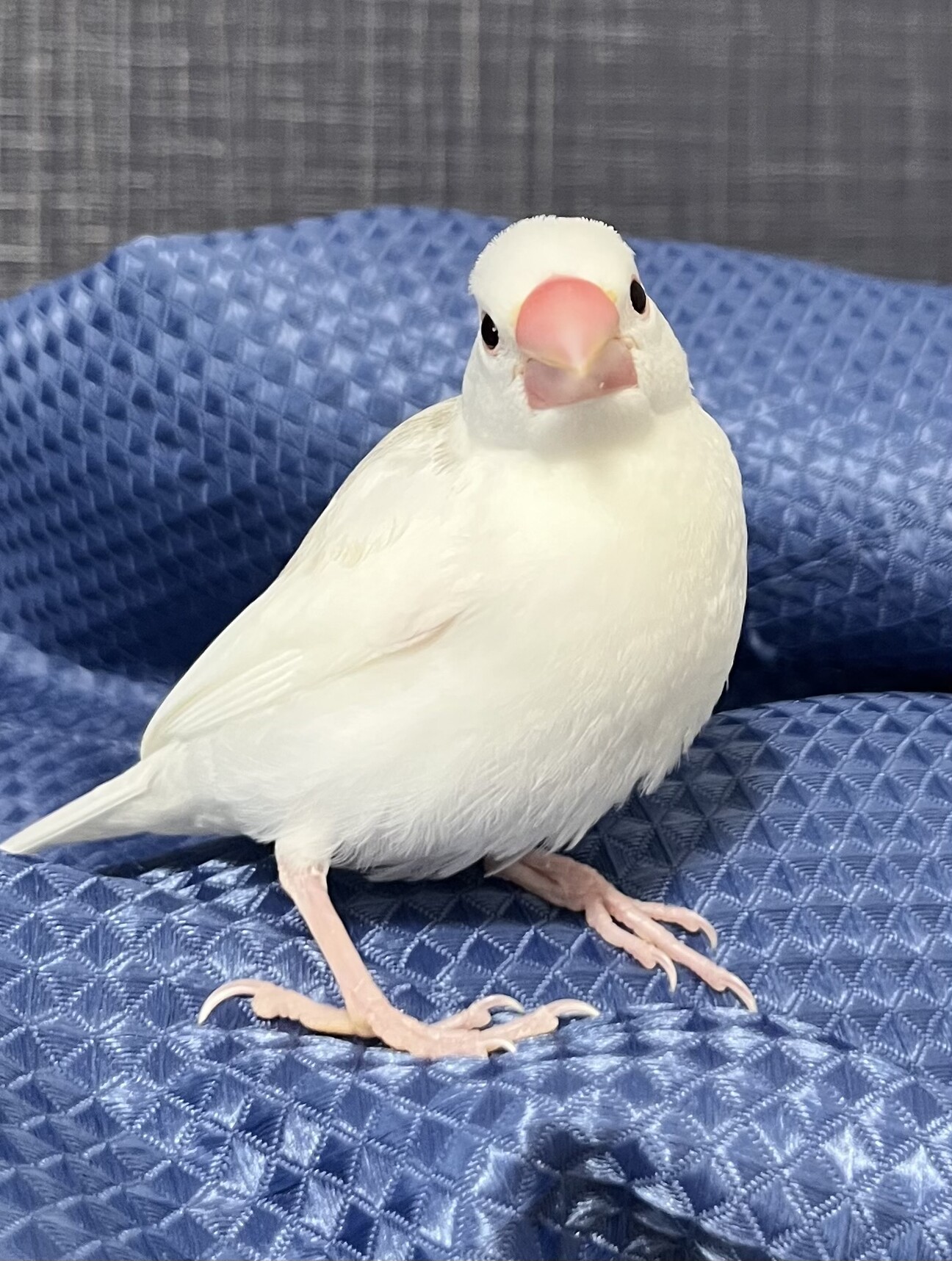 白文鳥の家族 白文鳥の雛 家族として迎」福岡県 - 鳥の里親募集(545635