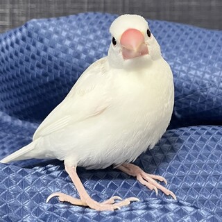 白文鳥の雛　家族として迎えてくださる方