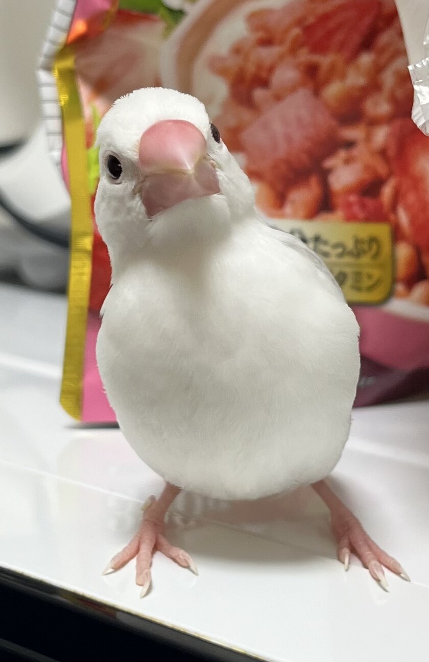 白文鳥の雛 家族として迎」福岡県 - 鳥の里親募集(545635) 2枚目の