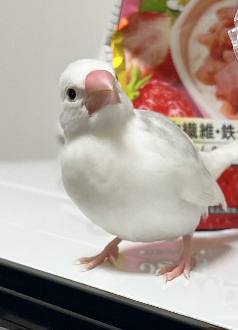 白文鳥の家族 白文鳥の雛 家族として迎」福岡県 - 鳥の里親募集(545635) 3枚目の