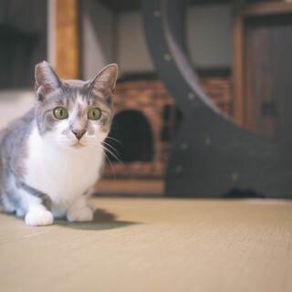 5歳の兄弟猫の里親さんを募集します！名前: ちび