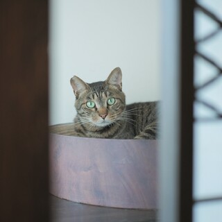 5歳の兄弟猫の里親さんを募集します！名前おにい