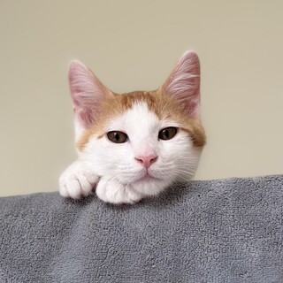 サビ猫♀ 美人さん 1か」大阪府 - 猫の里親募集(132343) :: ペット