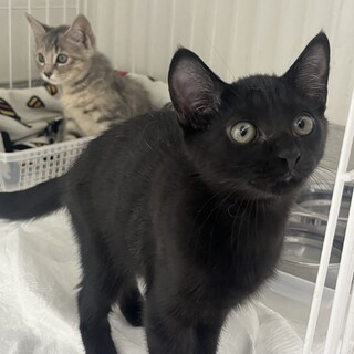 黒猫　男の子3ヶ月