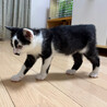 7/26高田馬場★みつ豆くん★やんのかマスター サムネイル3