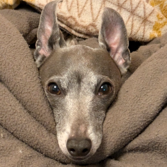 flash_konのカバー写真