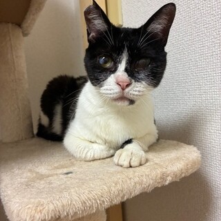 多摩市㈰PMお見合い　ミミィちゃん