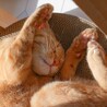 ぽんたわ