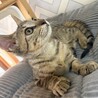 生後2ヶ月　キジトラお目目ぱっちり！ サムネイル3