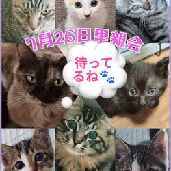 あにこり猫の里親会