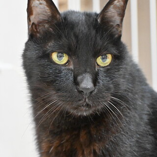 龍神：人が大好きな甘えん坊！ボブテイルの黒猫くん。