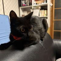 春ちゃん