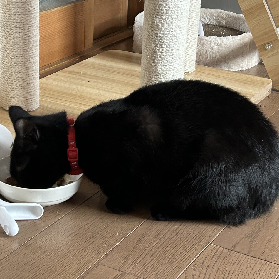 春ちゃんのカバー写真