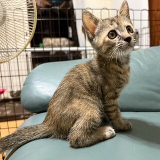 お利口さんのこつぶちゃん