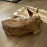 人が大好き！甘えん坊くん サムネイル3