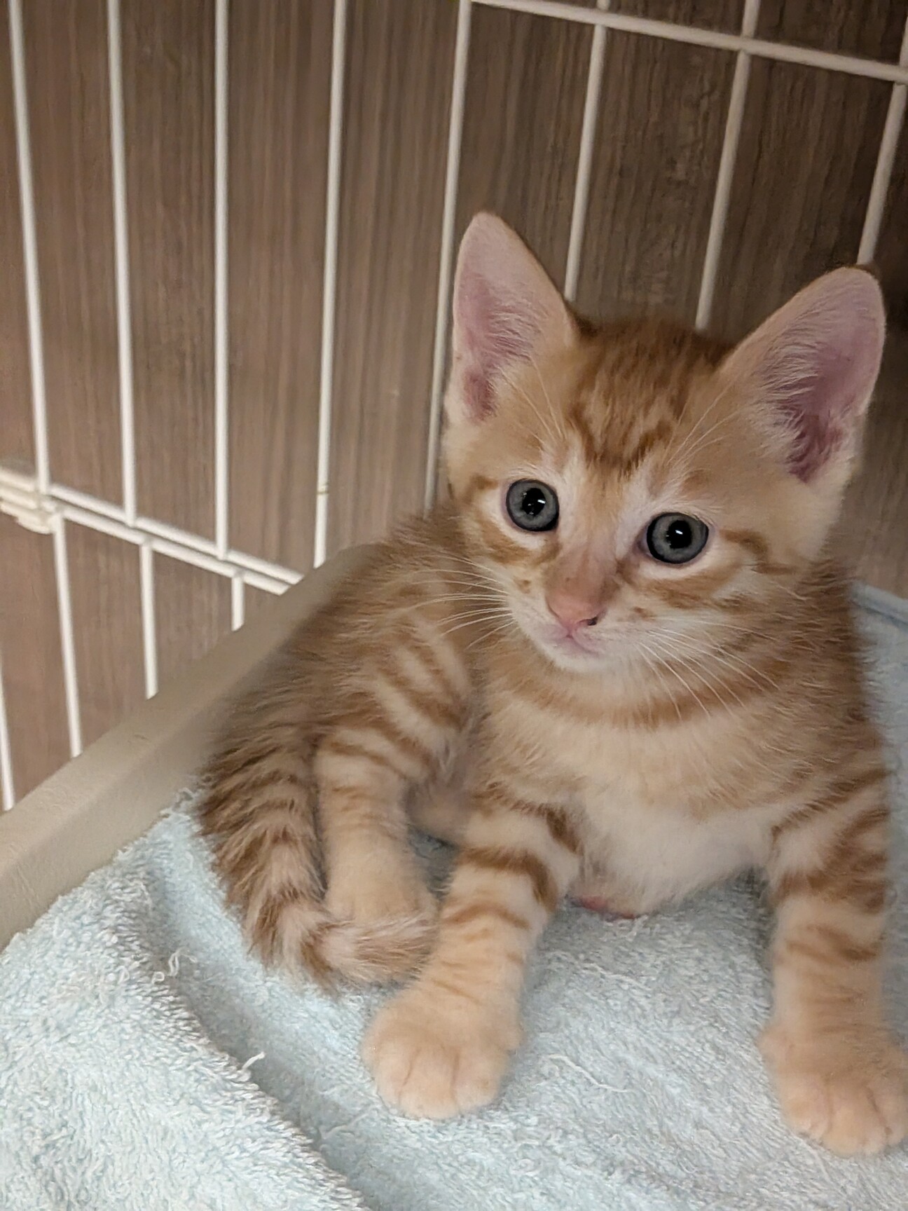 激かわ嵐4兄妹・茶トラじ」東京都 - 猫の里親募集(545683
