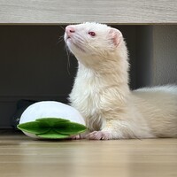 ゆき