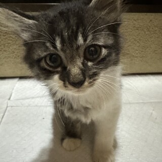 生後2ヶ月半の子猫3匹です