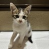 生後2ヶ月半の子猫3兄妹です サムネイル2