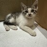 生後2ヶ月半の子猫3兄妹です サムネイル3