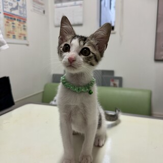 人慣れ甘えん坊　キジ白男の子