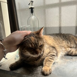 懐こい麦わらの女の子「にんにん」
