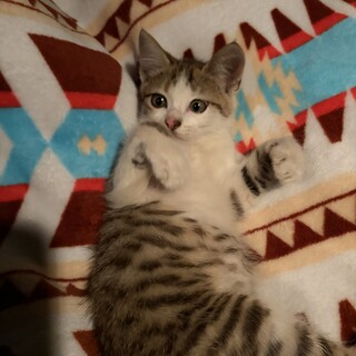 キジトラ3ヶ月弱子猫メス」茨城県 - 猫の里親募集(545693) :: ペットの