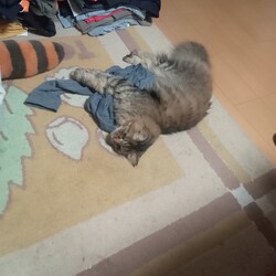 ルシ君のリカバリーウェア