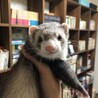 古畑ぬん三郎