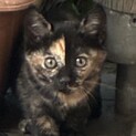 子猫の里親さん募集中
