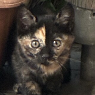 子猫の里親さん募集中
