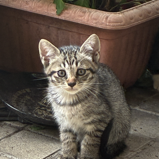 子猫の里親さん募集中