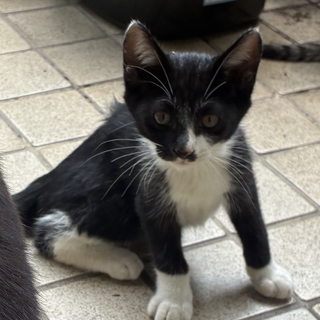 子猫の里親さん募集中