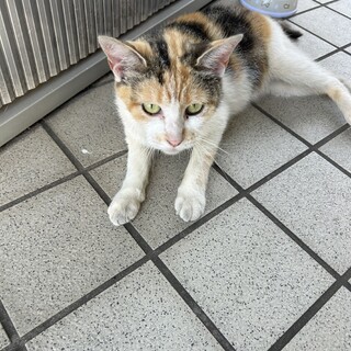 とっっっても人懐っこい猫ちゃん里親募集
