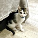 4兄弟末っ子ポジ☆キジ白あおくん