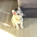 4兄弟3男ポジ☆白キジひまわりくん