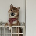 子犬柴犬の里親さんを募集しています