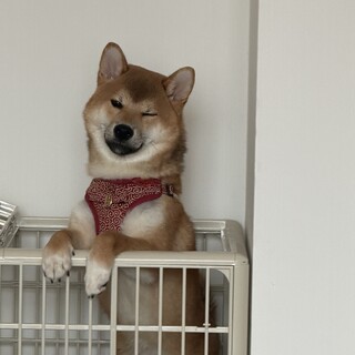 子犬柴犬の里親さんを募集しています