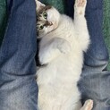 サキ☆猫界の菩薩♡優しいお母さん猫