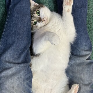 サキ☆猫界の菩薩♡優しいお母さん猫