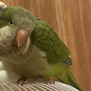 オキナインコノーマルの里親募集(一時停止)