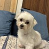 どこまでもテクテクついてくる甘えん坊君♡メダカくん サムネイル2