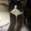 ノルウェージャンとマンチカンMIX男の子
