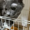 すぐにお腹見せスリスリパラソルちゃん サムネイル2