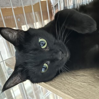 スリゴロ美人黒猫のウォーターリリー