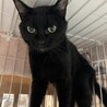 スリゴロ美人黒猫のウォーターリリー サムネイル2