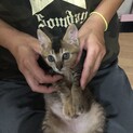 3ヶ月の子猫